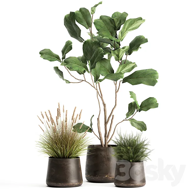 A collection of potted plants with a small Ficus lyrata tree with large leaves. Set 971. 3DModel A collection of potted plants with a small Ficus lyrata tree with large leaves. Set 971. 3DModel