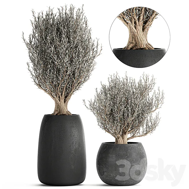 A collection of small beautiful ornamental Olive trees in black outdoor pots. Set 809. 3D Model