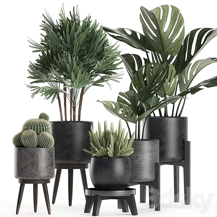 A collection of small beautiful plants in black pots on legs with Monstera Rapeseed palm cactus. Set 662. 3D Model A collection of small beautiful plants in black pots on legs with Monstera Rapeseed palm cactus. Set 662. 3D Model