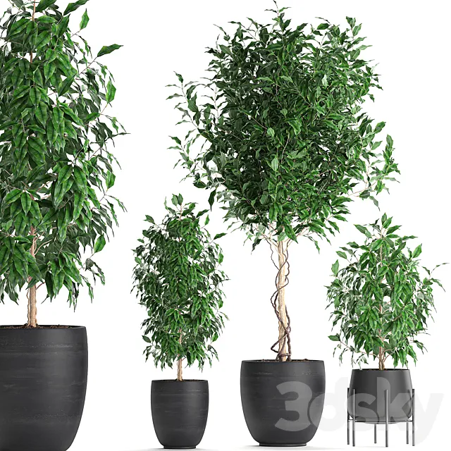 A collection of small beautiful trees in black pots with Ficus Benjamin. Set 553. 3D Model A collection of small beautiful trees in black pots with Ficus Benjamin. Set 553. 3D Model