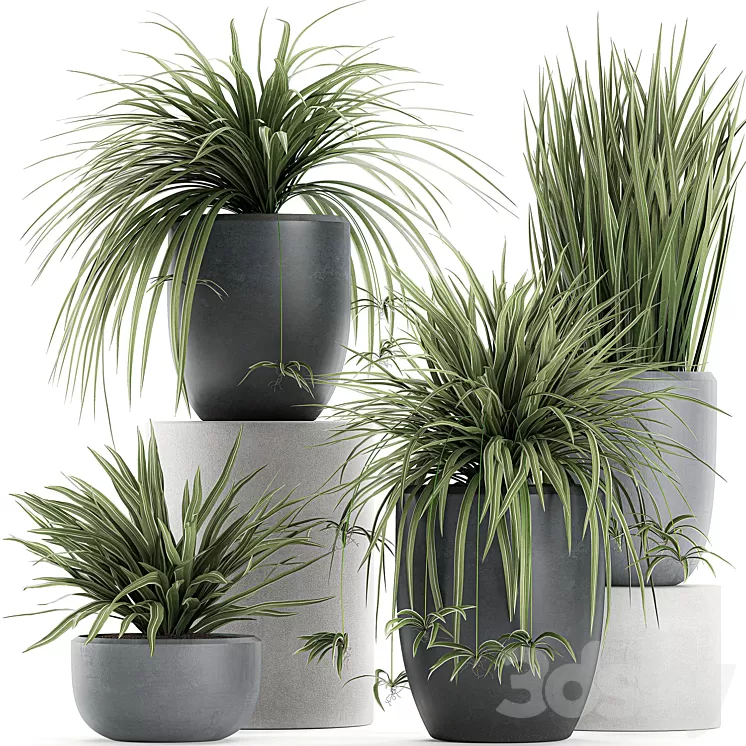 A collection of small bushes of indoor plants in black pots with Chlorophytum. Set 625. 3D Model