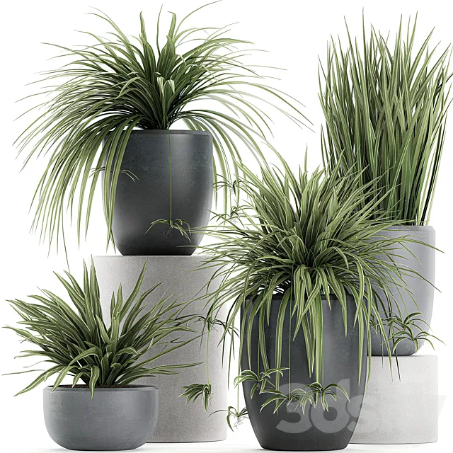 A collection of small bushes of indoor plants in black pots with Chlorophytum. Set 625. 3DModel