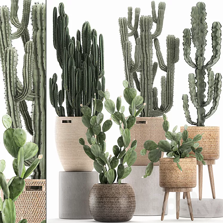 A collection of small cacti in beautiful woven rattan baskets with Prickly pear Carnegie Cereus desert plants. Set 617. 3D Model