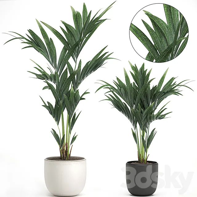 A collection of small decorative lush palms in white and black pots from Howea forsteriana kentia Neanta . Set 565. 3D Model A collection of small decorative lush palms in white and black pots from Howea forsteriana kentia Neanta . Set 565. 3D Model