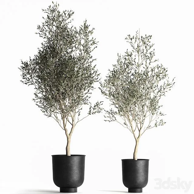 A collection of small Olive trees in a black metal pot and flowerpot. Set 967 3D Model A collection of small Olive trees in a black metal pot and flowerpot. Set 967 3D Model