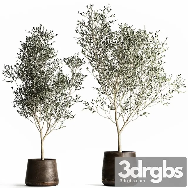 A Collection of Small Olive Trees In A Rusty Metal Pot and Flowerpot Set 968 3D Model Download