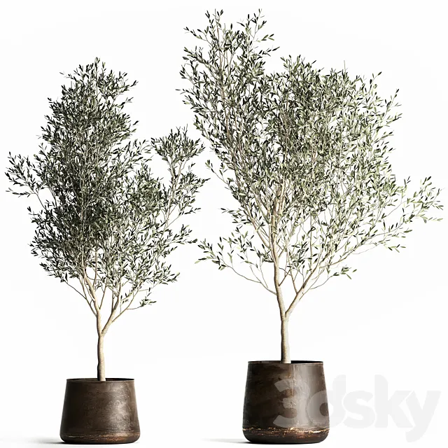 A collection of small Olive trees in a rusty metal pot and flowerpot. Set 968. 3D Model A collection of small Olive trees in a rusty metal pot and flowerpot. Set 968. 3D Model