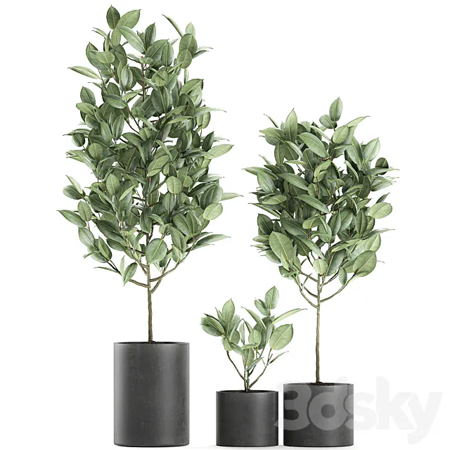 A collection of small ornamental trees in concrete black pots with ficus elastic handles. Set 609. 3DModel A collection of small ornamental trees in concrete black pots with ficus elastic handles. Set 609. 3DModel