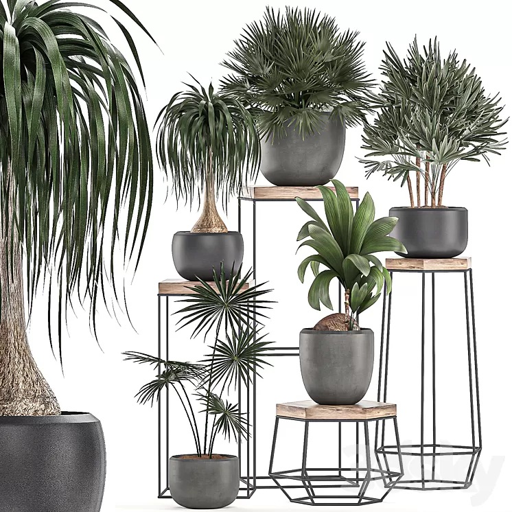 A collection of small plants in pots on stand tables with dracaena rapeseed palm fan coconut nutsifera. Set 525. 3D Model