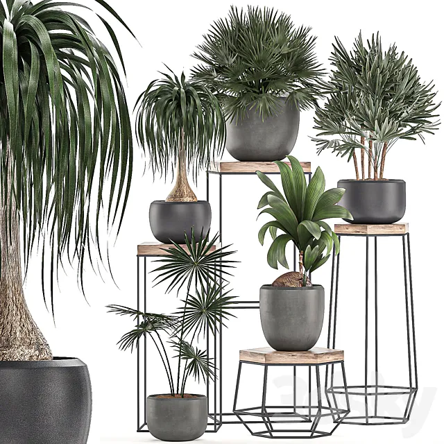 A collection of small plants in pots on stand tables with dracaena. rapeseed. palm. fan. coconut nutsifera. Set 525. 3DModel A collection of small plants in pots on stand tables with dracaena. rapeseed. palm. fan. coconut nutsifera. Set 525. 3DModel
