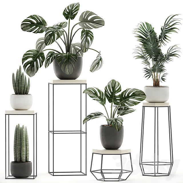 A collection of small plants in pots on tables with stands from Monstera hovea palm Sansevieria. Set 523. 3D Model A collection of small plants in pots on tables with stands from Monstera hovea palm Sansevieria. Set 523. 3D Model
