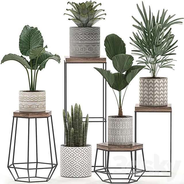 A collection of small plants in pots on tables with stands of Licuala palm alokasia bromeliad rapis. Set 528. 3D Model A collection of small plants in pots on tables with stands of Licuala palm alokasia bromeliad rapis. Set 528. 3D Model