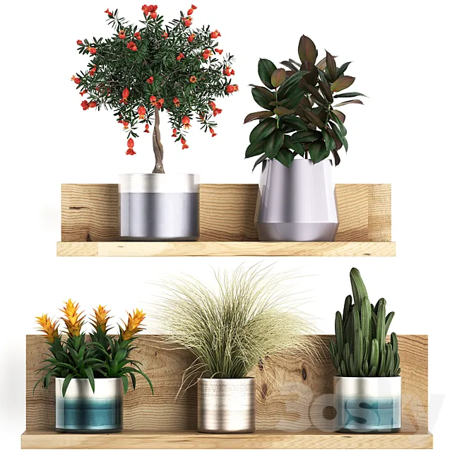 A collection of small plants on a floral wooden shelf in modern pots with a Pomegranate tree Ficus cactus bromelia grass. Set 409. 3D Model