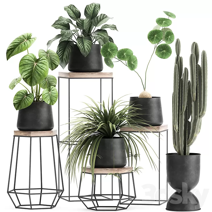 [3DSKY] A Collection Of Small Plants On Stands In Black Pots With ...