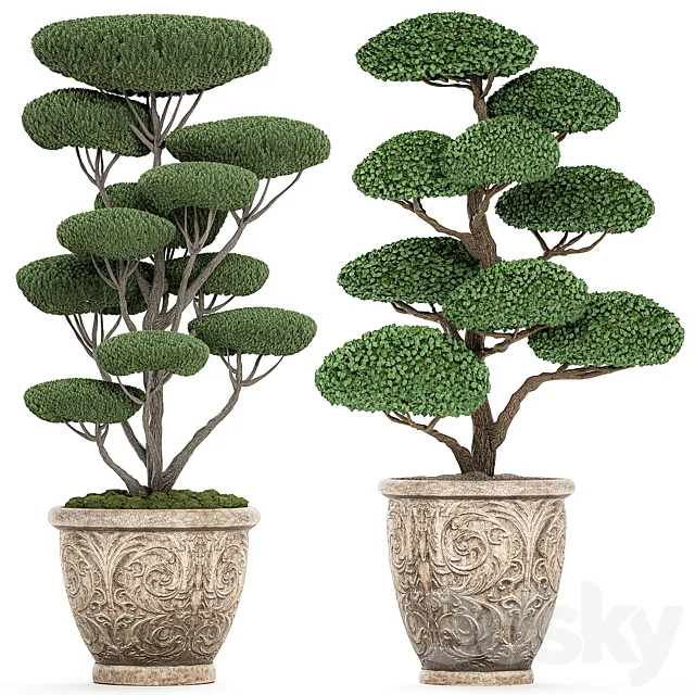 A collection of trees for the garden in classic outdoor pots with Topiary. bonsai. Nivaki. Set of 500. 3DModel A collection of trees for the garden in classic outdoor pots with Topiary. bonsai. Nivaki. Set of 500. 3DModel