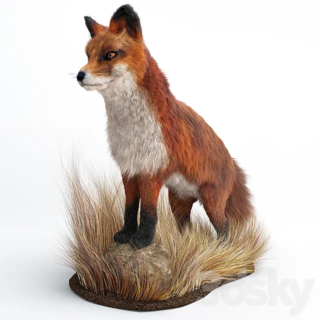 A Fox 3D Model