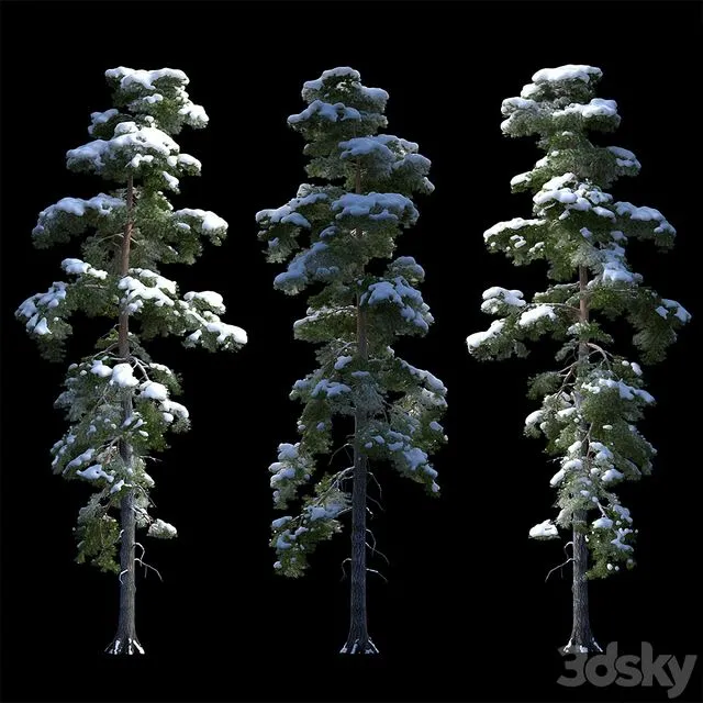A large pine tree in the snow 3D Model A large pine tree in the snow 3D Model