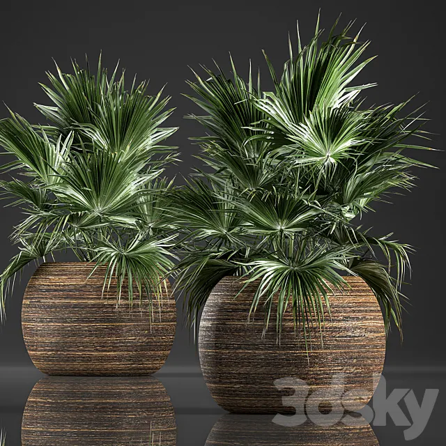 A lush bush of decorative fan palm in a Coccotrinax flower basket a fan palm.  822. 3D Model
