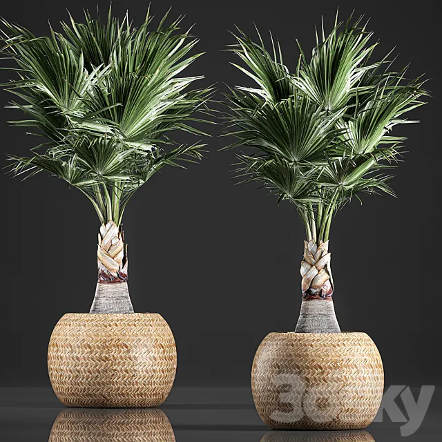A lush bush of decorative fan palm in a flower basket Coccotrinax fan palm.  821. 3D Model