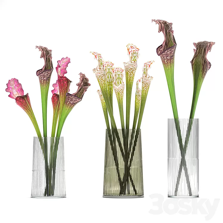 A set of exotic bouquets of Saracenia flowers in glass vases. 180 3D Model A set of exotic bouquets of Saracenia flowers in glass vases. 180 3D Model