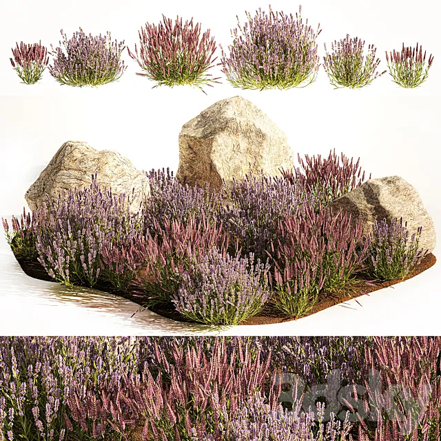 A set of lavender bushes for the garden and alpine slide boulder stone catnip sage wild flowers. 1191 3D Model