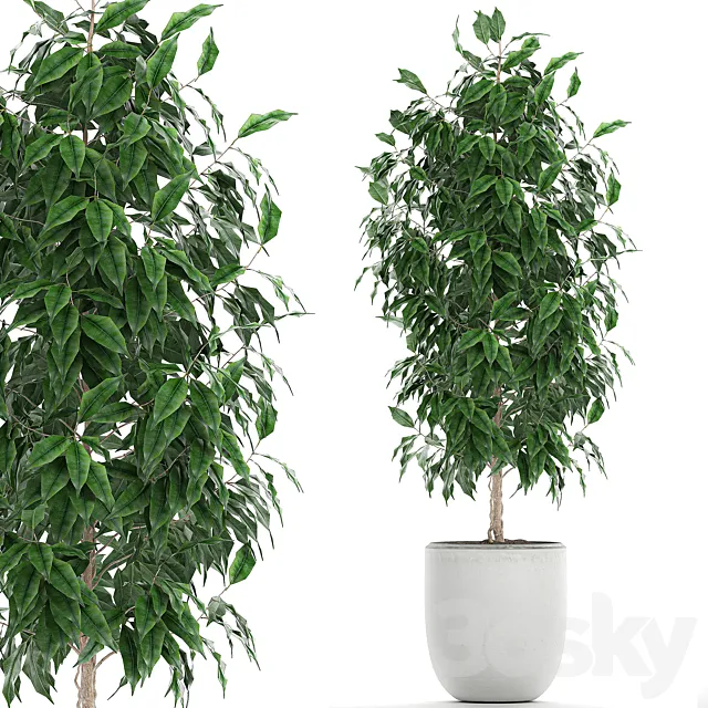 A small beautiful interior tree in a white pot with Ficus Benjamin. Set 554. 3D Model A small beautiful interior tree in a white pot with Ficus Benjamin. Set 554. 3D Model
