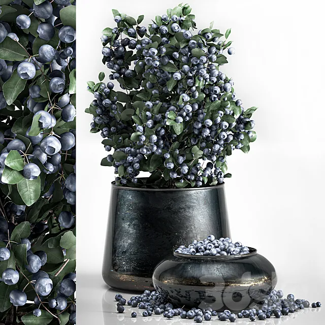 A small beautiful lush blueberry bush in a metal pot and a bowl with blueberries a tree. 3D Model