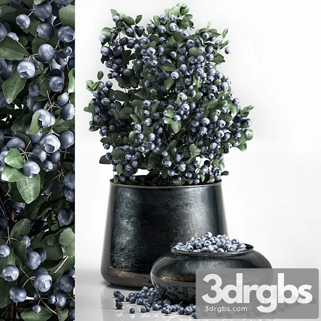 A small beautiful lush blueberry bush in a metal pot and a bowl with blueberries, a tree. A small beautiful lush blueberry bush in a metal pot and a bowl with blueberries, a tree.