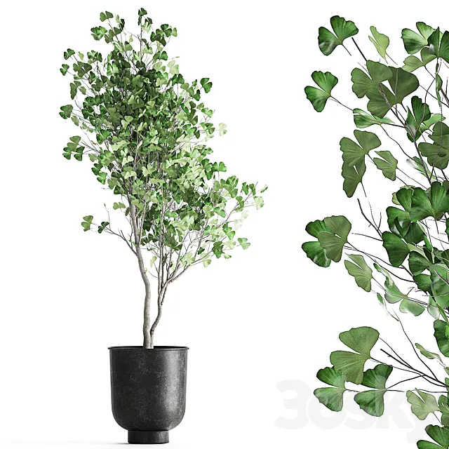 A small Ginkgo tree is double-lobed in a black outdoor pot. 1011. 3D Model A small Ginkgo tree is double-lobed in a black outdoor pot. 1011. 3D Model