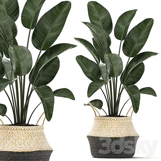 A small lush beautiful indoor Strelitzia in a black basket with handles with a banana palm. ravenala. Set 483. 3DModel A small lush beautiful indoor Strelitzia in a black basket with handles with a banana palm. ravenala. Set 483. 3DModel