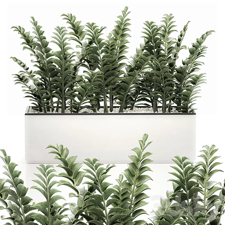 A small lush decorative exotic Zamiokulkas flower in a white pot with gravel. Set 535. 3D Model