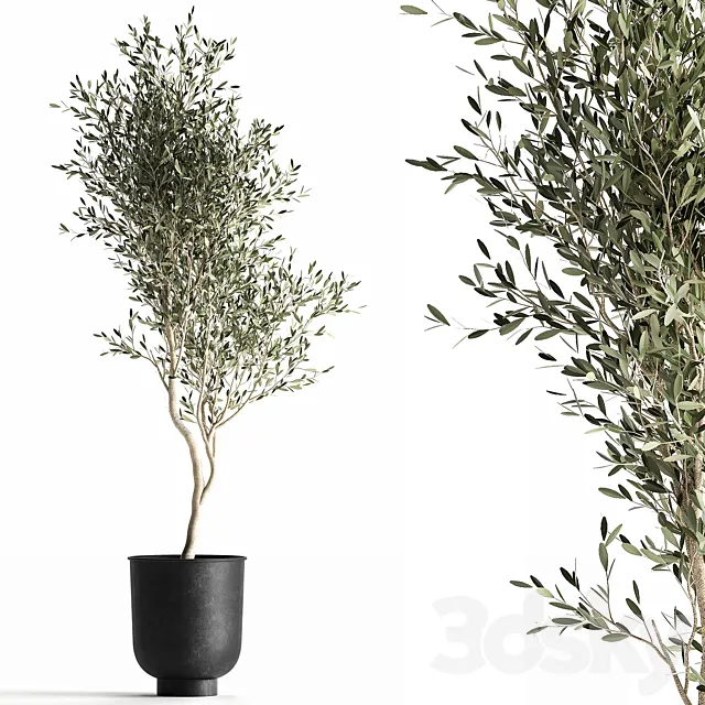A small olive tree in a black metal pot and a flowerpot. 966. 3D Model A small olive tree in a black metal pot and a flowerpot. 966. 3D Model