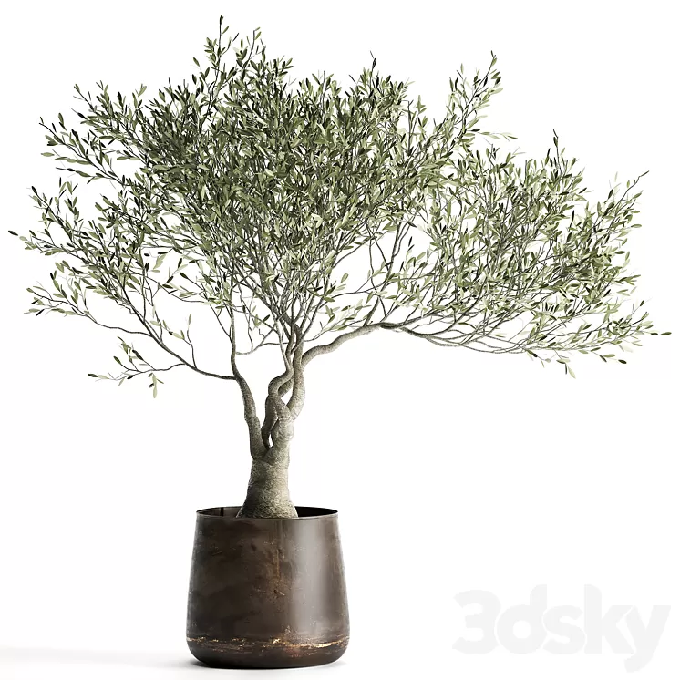 A small olive tree in a rusty metal pot and flowerpot. 969. 3D Model A small olive tree in a rusty metal pot and flowerpot. 969. 3D Model