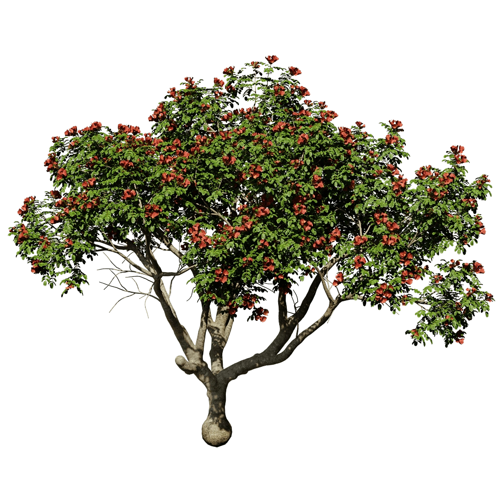 ABBER – Pathodea Campanulata 01 04 3D Model