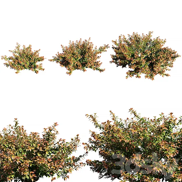 Abelia x grandiflora RED 3D Model
