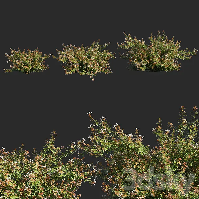 abelia x grandiflora_flower op3 3D Model