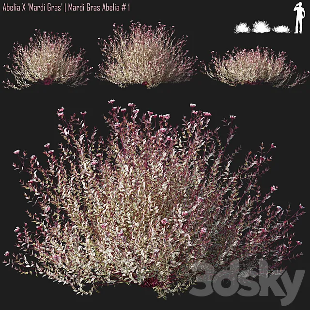 Abelia X Mardi Gras | Mardi Gras Abelia # 1 3D Model
