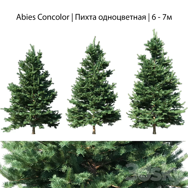 Abies Concolor 6 – 7m 3D Model
