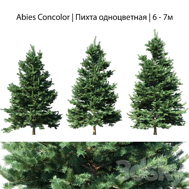 Abies Concolor 6 – 7m 3DModel