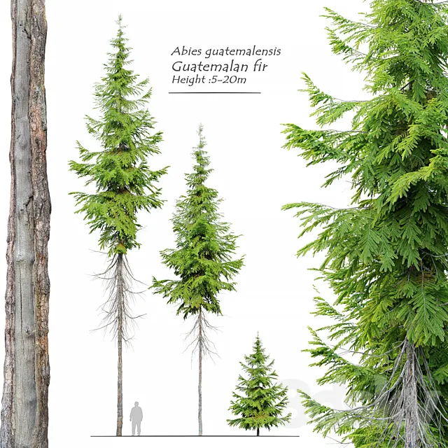 Abies guatemalensis 3D Model