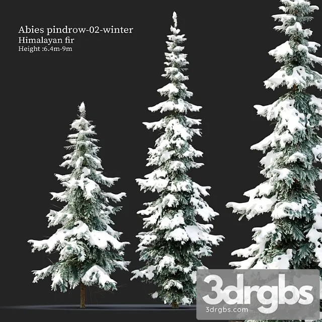 Abies Pindrow Winter 02 3D Model Download Abies Pindrow Winter 02 3D Model Download