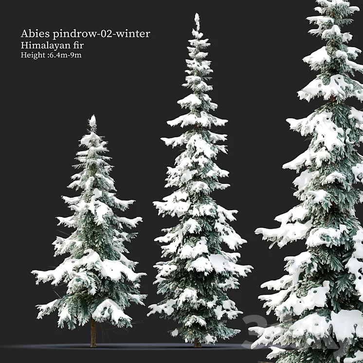 Abies pindrow-winter-02 3D Model