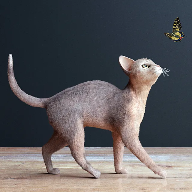 Abyssinian cat Free Download