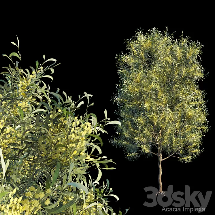 Acacia Implexa 3D Model