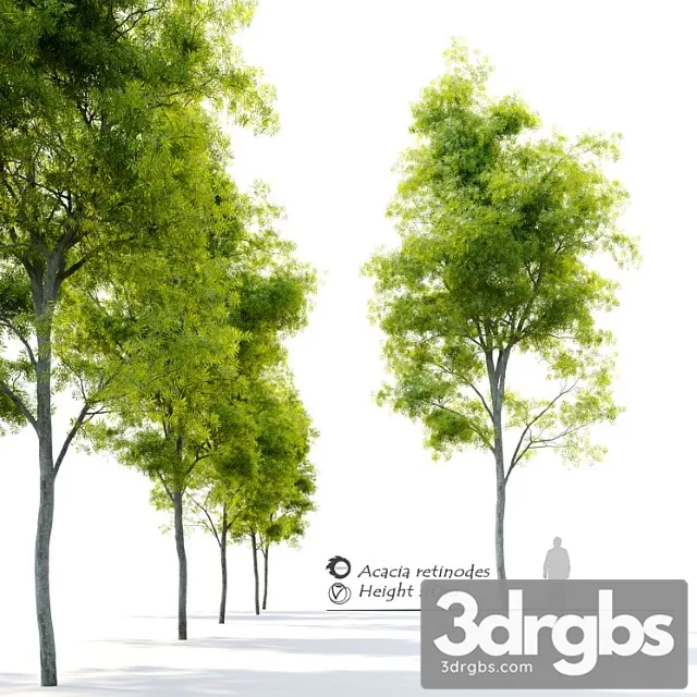 Acacia Retinodes Water Wattle 3D Model Download Acacia Retinodes Water Wattle 3D Model Download