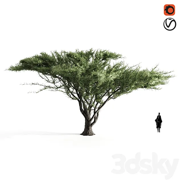 Acacia tortilis 3DModel