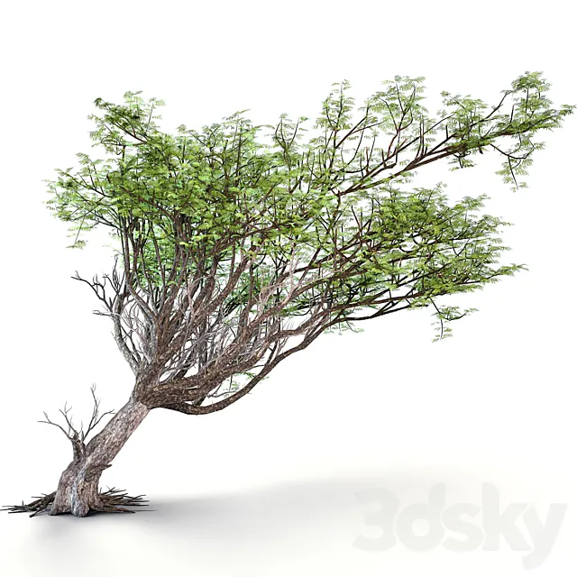 Acacia tree 3D Model Acacia tree 3D Model