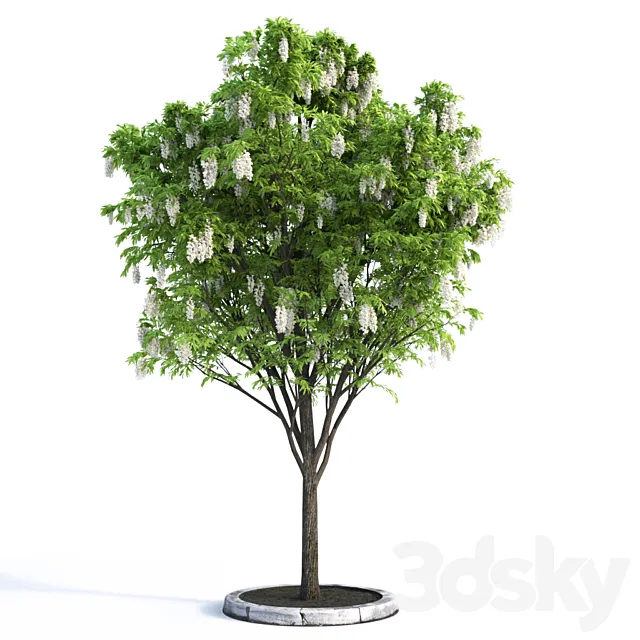 Acacia Tree 3D Model Acacia Tree 3D Model
