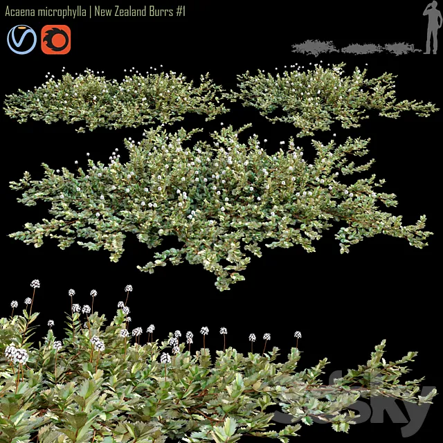Acaena microphylla | New Zealand Burrs # 1 3D Model Acaena microphylla | New Zealand Burrs # 1 3D Model