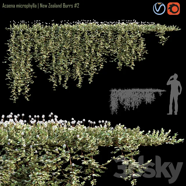Acaena microphylla | New Zealand Burrs # 2 3D Model Acaena microphylla | New Zealand Burrs # 2 3D Model